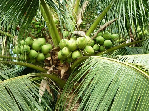 Tả cây dừa – tả cây chuối bài văn lớp 4, 5, 6, 7