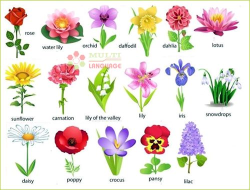 Tên các loài hoa bằng Tiếng Anh thường gặp